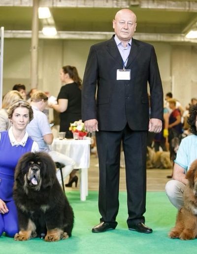 photo tibetan mastiff dog