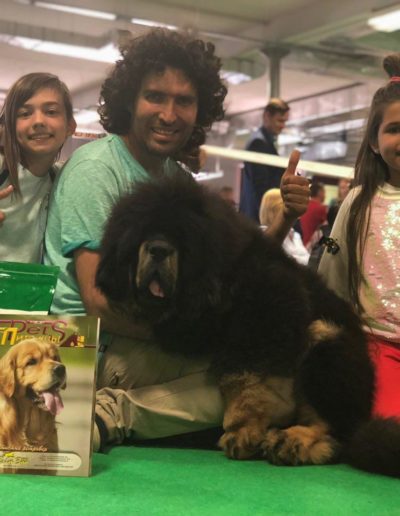 photo tibetan mastiff dog