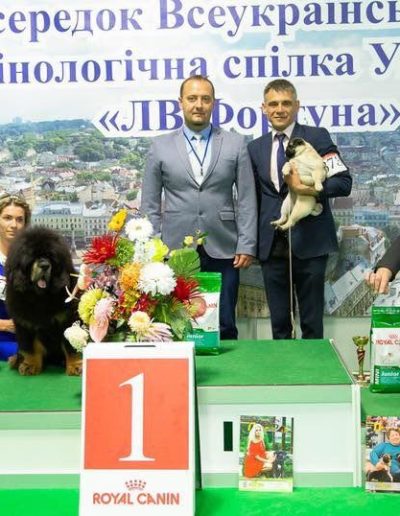 photo tibetan mastiff dog