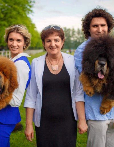 photo tibetan mastiff dog