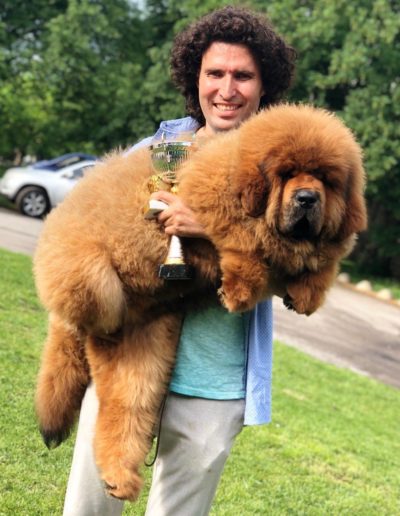 photo tibetan mastiff dog