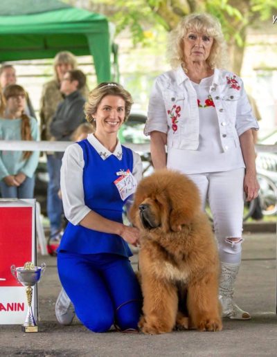 photo tibetan mastiff dog