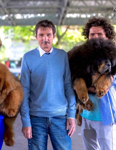 photo tibetan mastiff dog