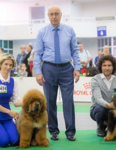 photo tibetan mastiff dog