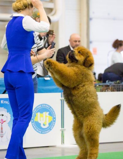 photo tibetan mastiff dog