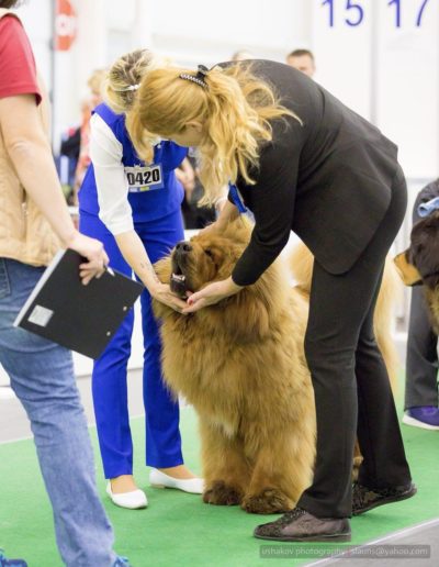 photo tibetan mastiff dog