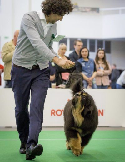 photo tibetan mastiff dog