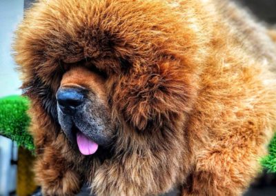 photo tibetan mastiff dog