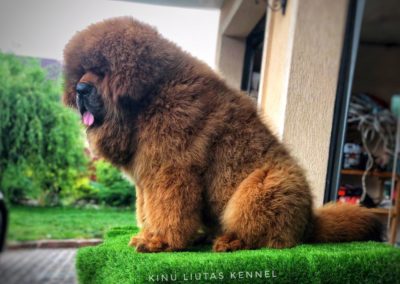 photo tibetan mastiff dog