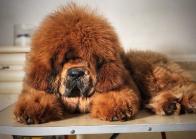photo tibetan mastiff dog