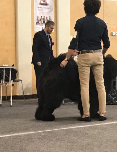photo tibetan mastiff dog