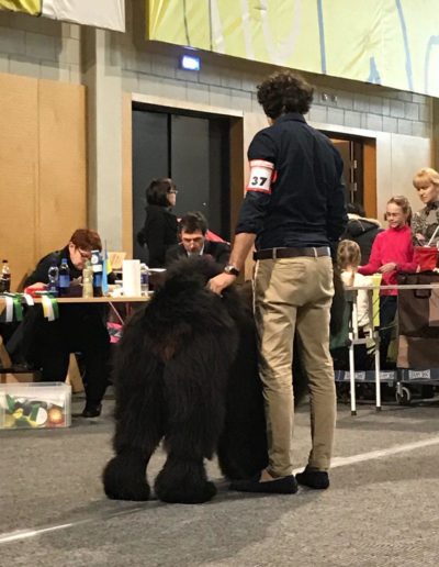 photo tibetan mastiff dog