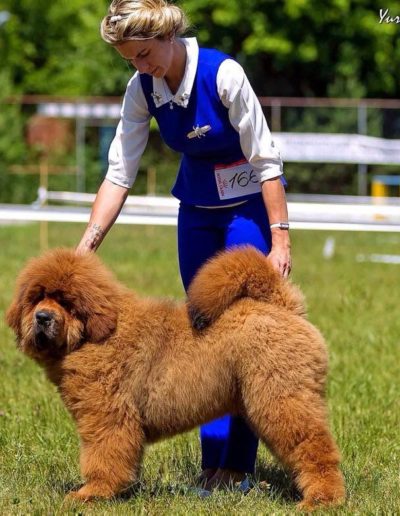 photo tibetan mastiff dog