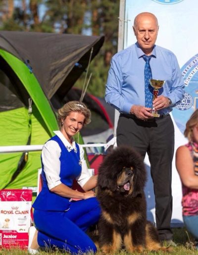 photo tibetan mastiff dog