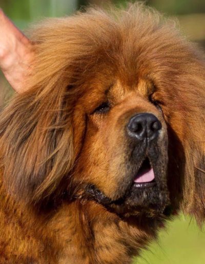photo tibetan mastiff dog