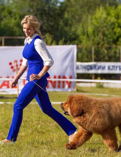 photo tibetan mastiff dog