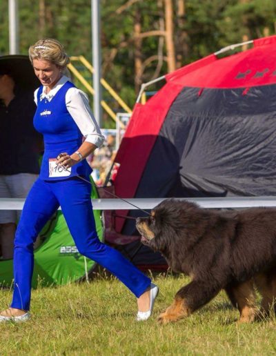 photo tibetan mastiff dog