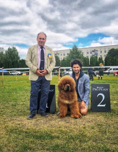 photo tibetan mastiff dog