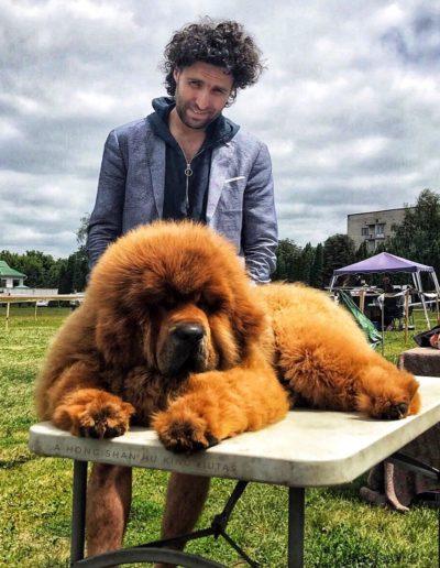 photo tibetan mastiff dog