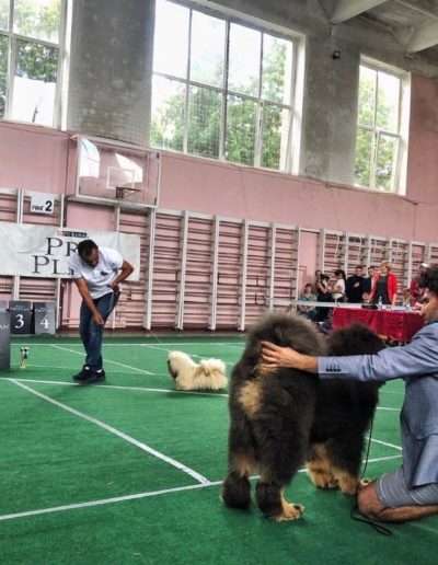 photo tibetan mastiff dog