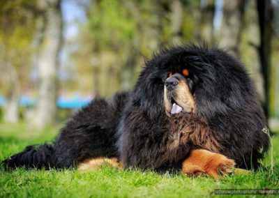 photo tibetan mastiff dog