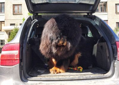 photo tibetan mastiff dog