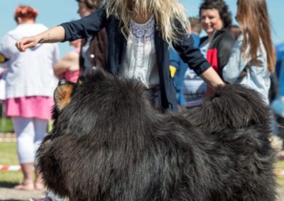 photo tibetan mastiff dog