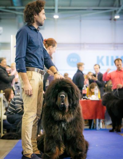 photo tibetan mastiff dog