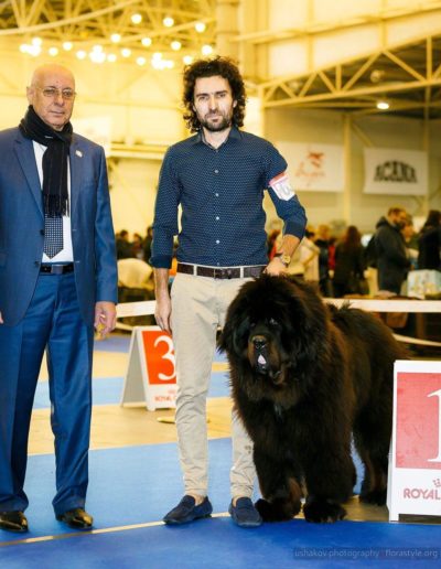 photo tibetan mastiff dog