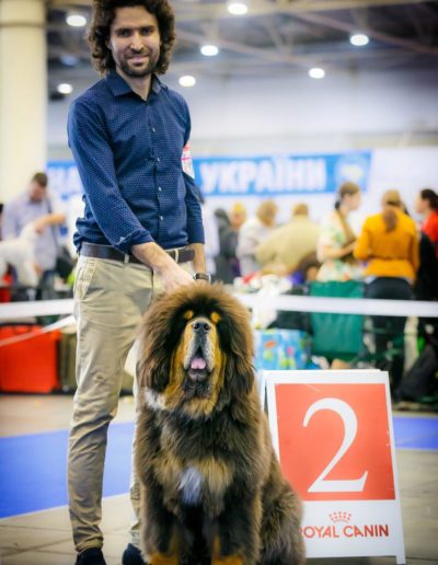 photo tibetan mastiff dog