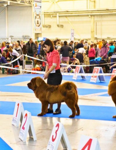 photo tibetan mastiff dog