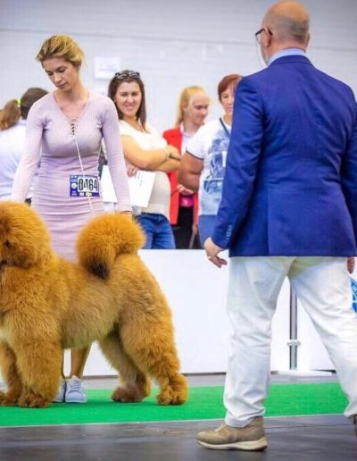 photo tibetan mastiff dog