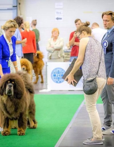 photo tibetan mastiff dog