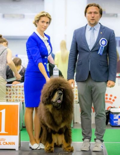 photo tibetan mastiff dog