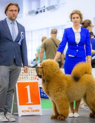 photo tibetan mastiff dog