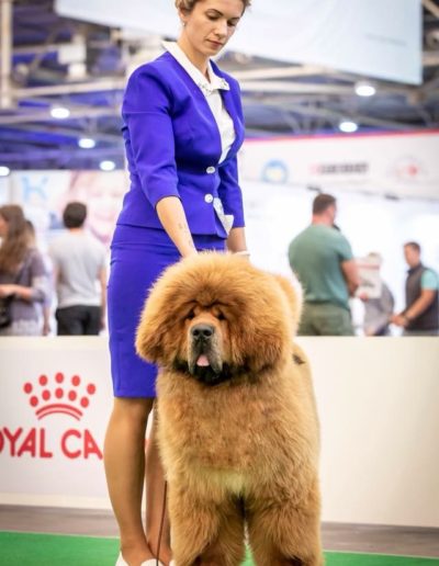 photo tibetan mastiff dog