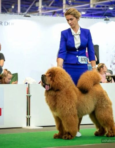 photo tibetan mastiff dog