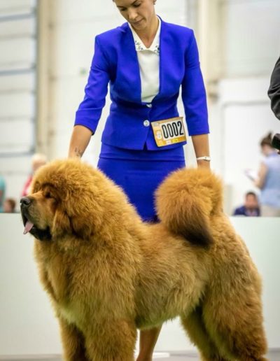 photo tibetan mastiff dog