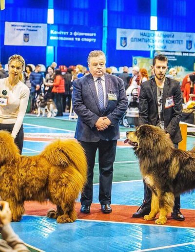photo tibetan mastiff dog