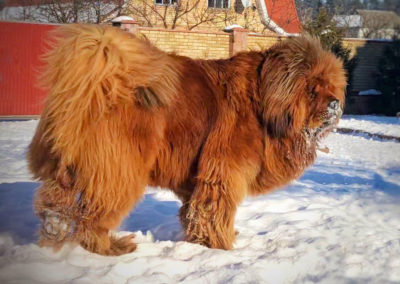 photo tibetan mastiff dog