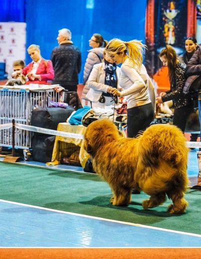 photo tibetan mastiff dog
