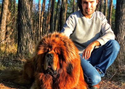 photo tibetan mastiff dog
