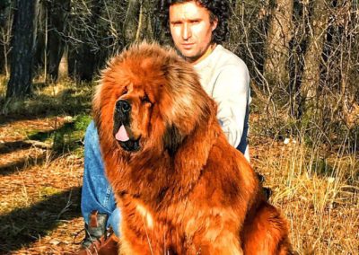 photo tibetan mastiff dog