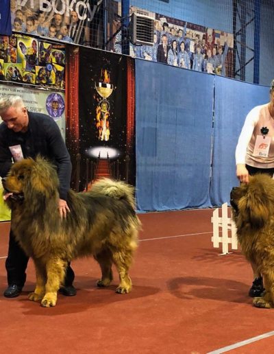 photo tibetan mastiff dog