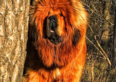 photo tibetan mastiff dog