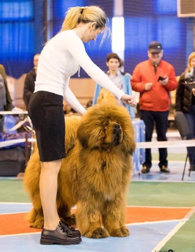 photo tibetan mastiff dog