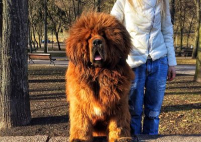 photo tibetan mastiff dog