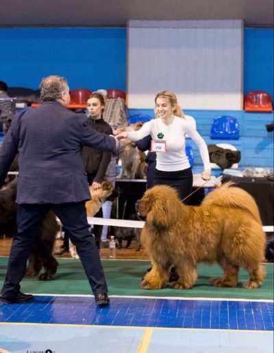 photo tibetan mastiff dog
