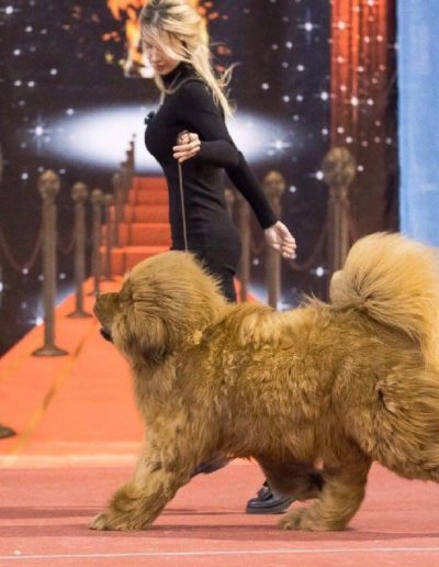 photo tibetan mastiff dog