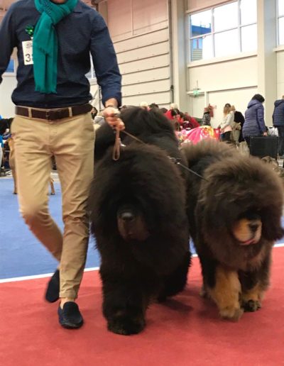 photo tibetan mastiff dog